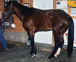 Cannello