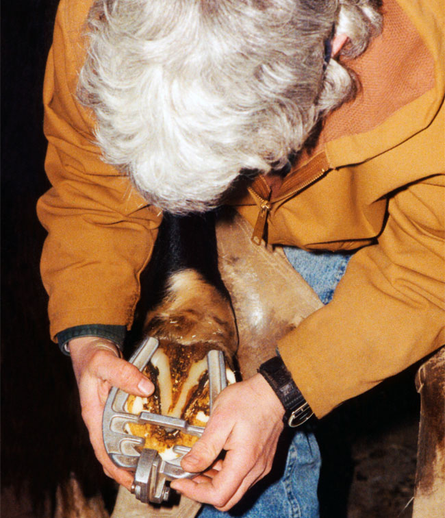 Hoof Gauges From All the Angles