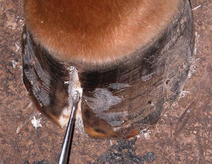 Treating Hoof Cracks And Other Hoof Maladies