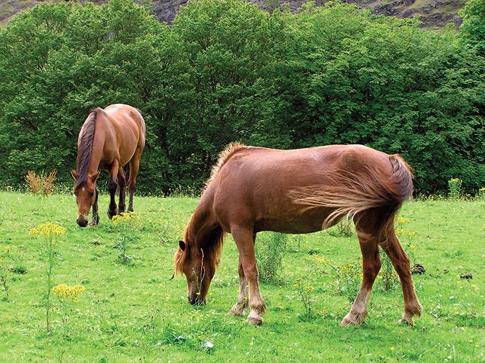 Equine Diet and White Line Disease | American Farriers Journal