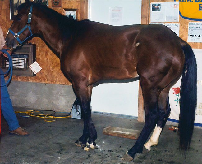 Preventing and Treating Laminitis