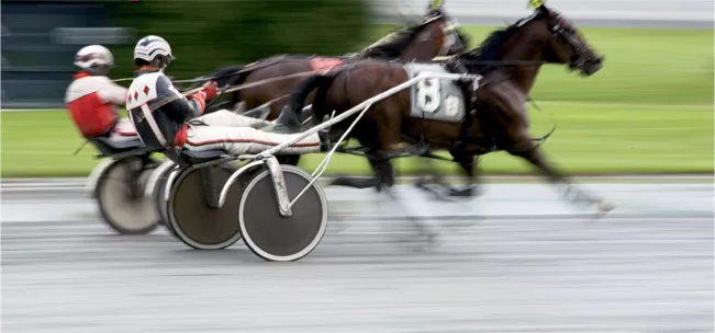 racing horses