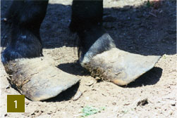 When Good Hooves Go Bad