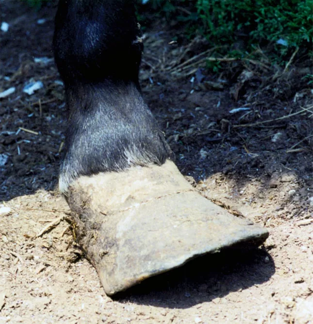 hoof distortion