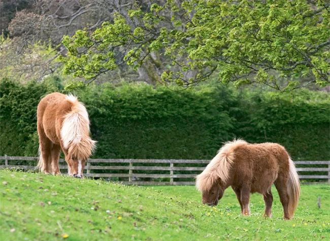 Ponies