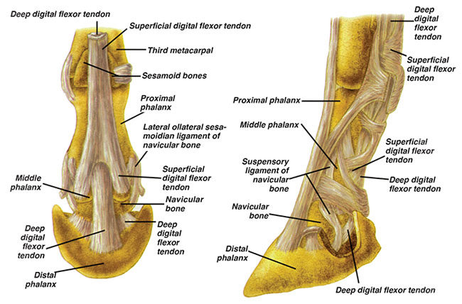 horse leg anatomy