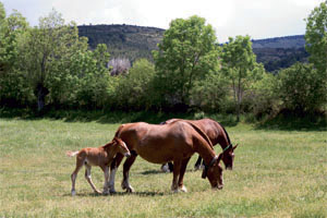 Nutrient Strategies Creep Feeding Makes Sense For Foals