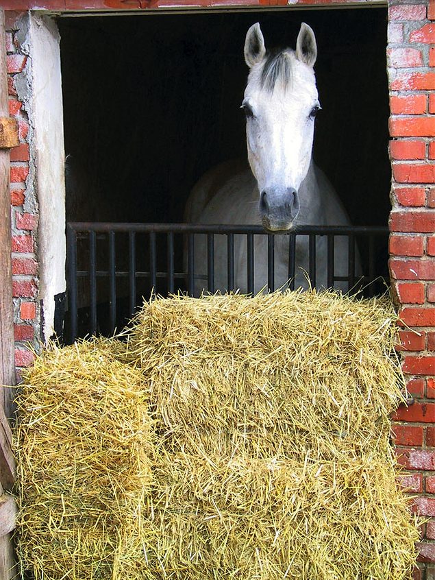 Hay is for Horses