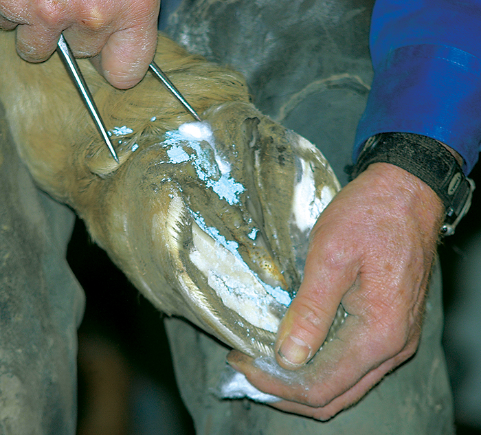 copper sulfate for hoof with thrush
