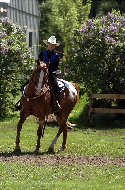 Horse