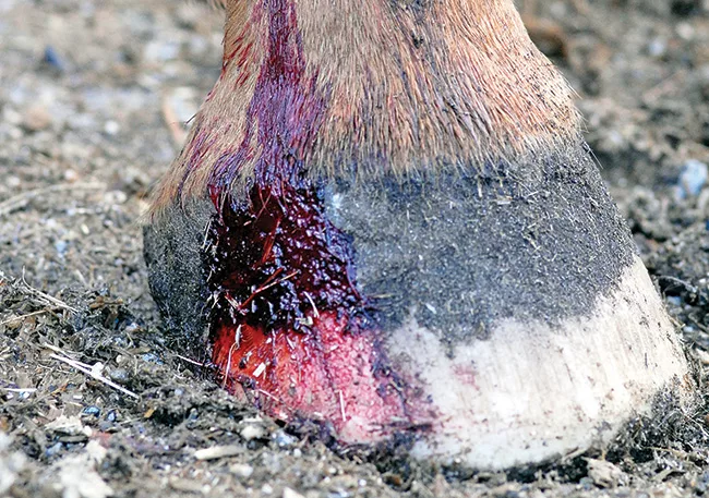 _DSC2186-Bloody-wound.jpg