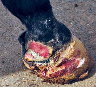 Winston--Equilox-foot-after-partial-removal-of-collateral-cartilage