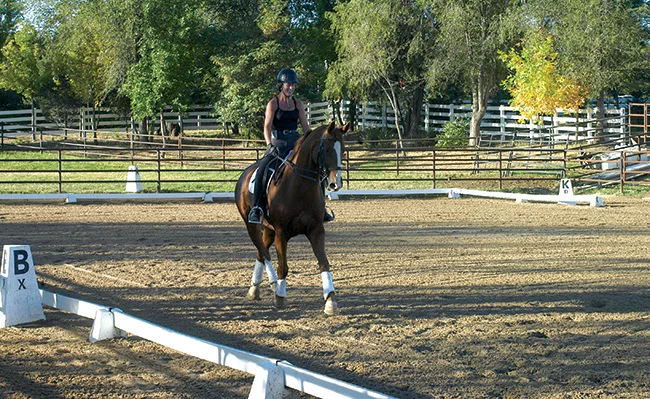 Sport-Horse_DSC_0255.jpg