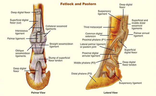 Fetlock-and-Pastern.jpg