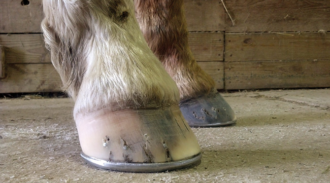 Hoof-Care Email Q&A | American Farriers Journal
