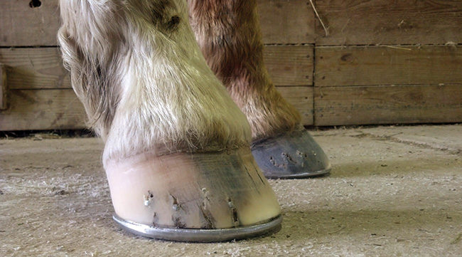 Hoof Care Email Q A American Farriers Journal