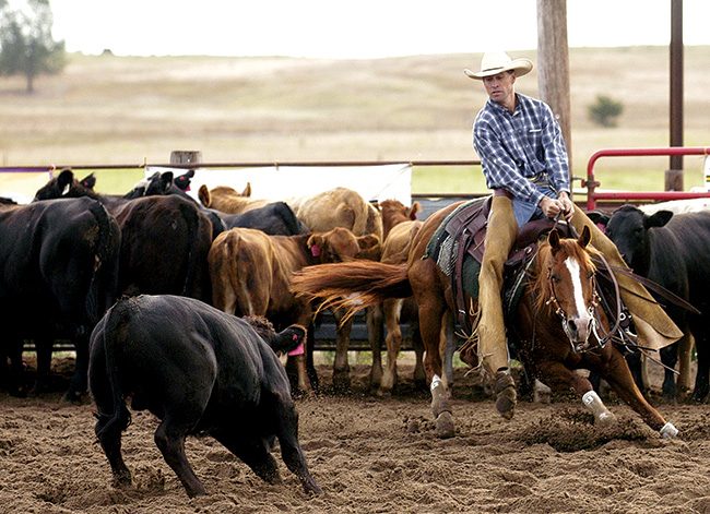 Understanding The Cutting Horse’s Job | ePublishing