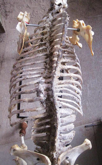 Where Does The Problem Originate? | American Farriers Journal