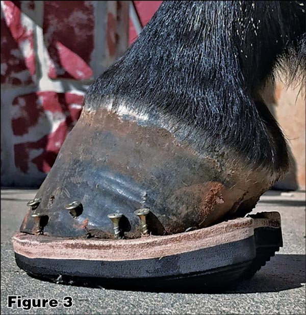 New Spin On The Steward Clog Keeps Horses Working 20161205