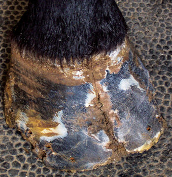 Hoof_Wall_1.jpg