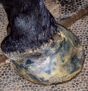 Hoof_Wall_2.jpg