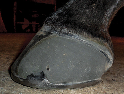 Hoof_Wall_3.jpg