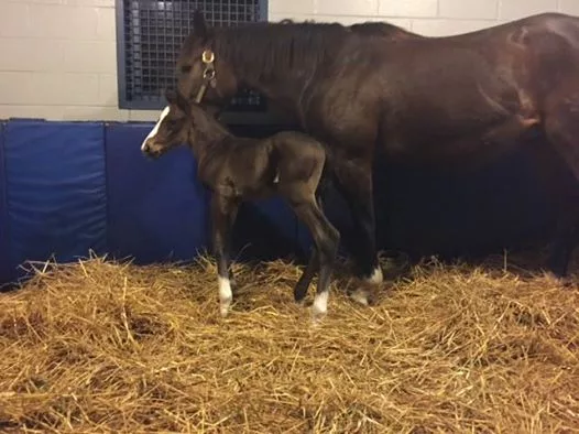 American Pharoah Colt