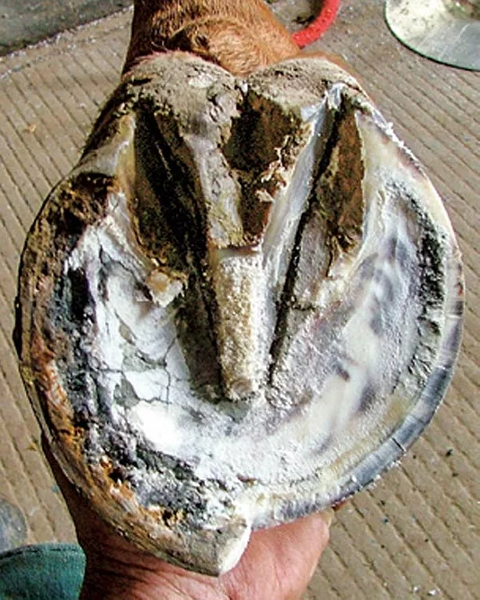 Figure2b.jpg