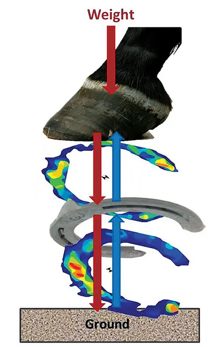 馬の蹄バランス名著 The Foot Of The Horse Figure-2_TOC.webp?t=1504190327