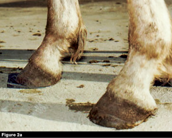 What Causes Club Feet American Farriers Journal