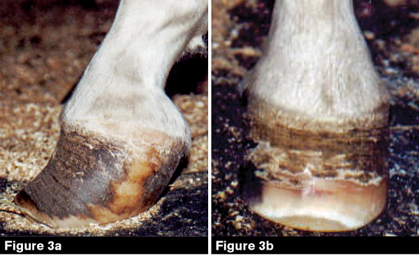 What Causes Club Feet American Farriers Journal