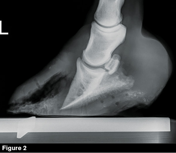 Severe White Line Disease Causes Serious Problems