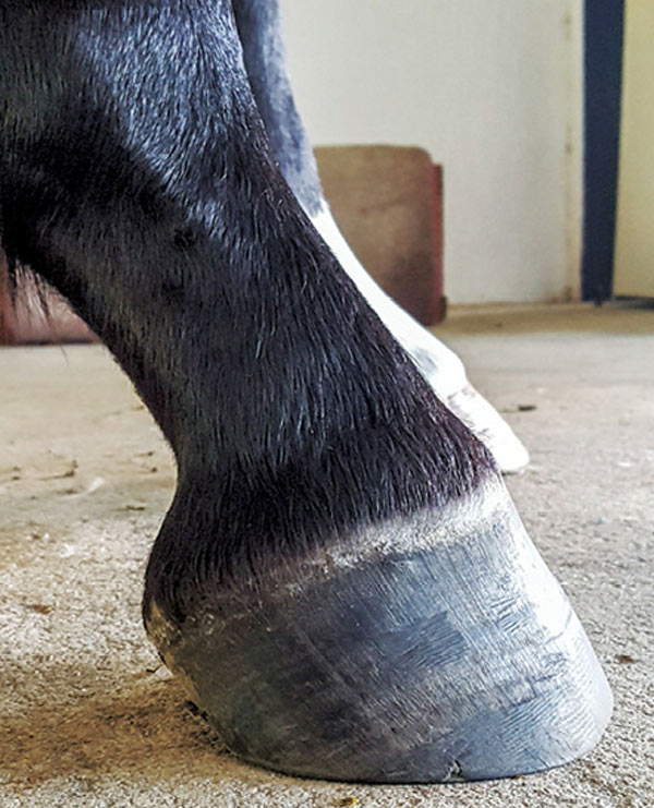 Club Foot Or Upright Foot It S All About The Angles American Farriers Journal