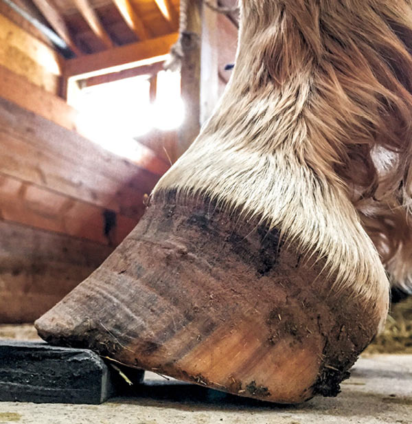 Club Foot Or Upright Foot It S All About The Angles American Farriers Journal
