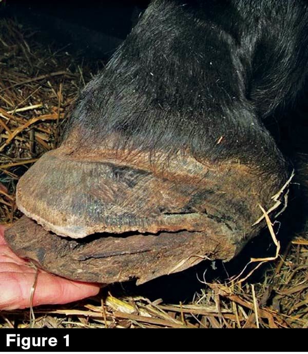 Genetic Condition Triggers Hoof Problems | American Farriers Journal