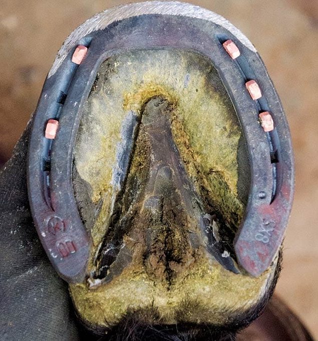 Do CopperCoated Nails Benefit Hoof Wall?