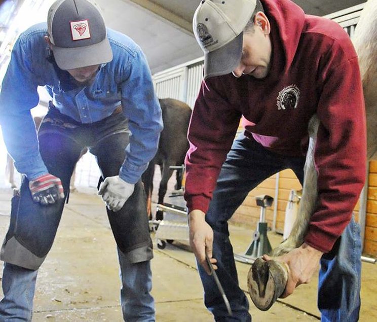 What Farriers And Horse Owners Can Expect From One Another
