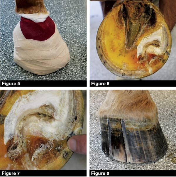 Keratoma Case Report Trail Riding Horse