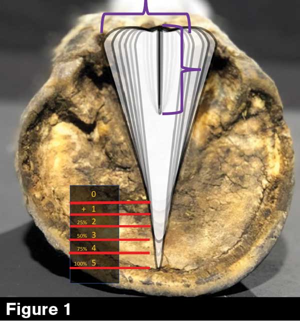 ELPO Hoof Mapping Method Helps Farriers Trim Feet Better