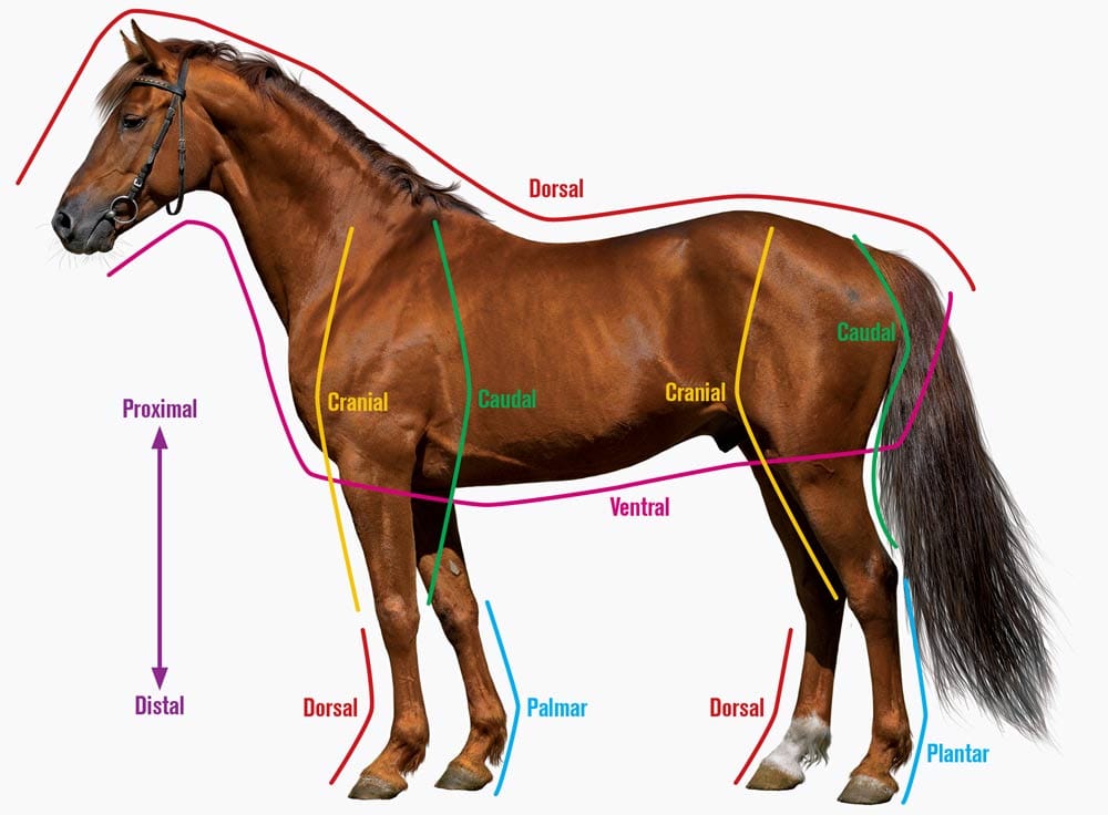 Proximal Vs Distal Horse