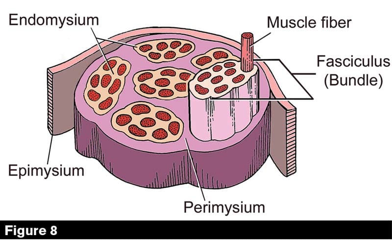 Understanding Ligaments And Tendons In Horses American Farriers Journal