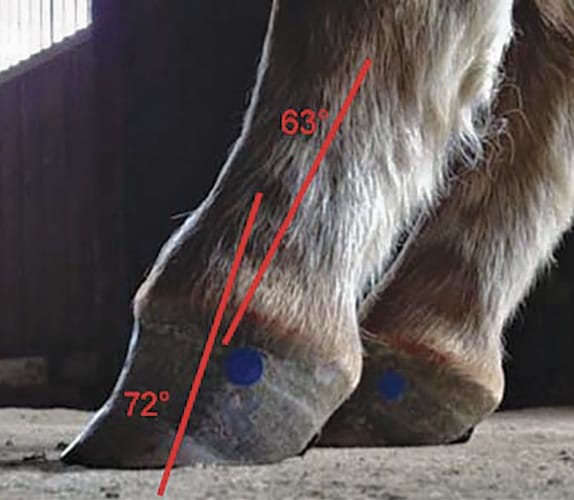 Defining And Fixing A Horse S Club Foot