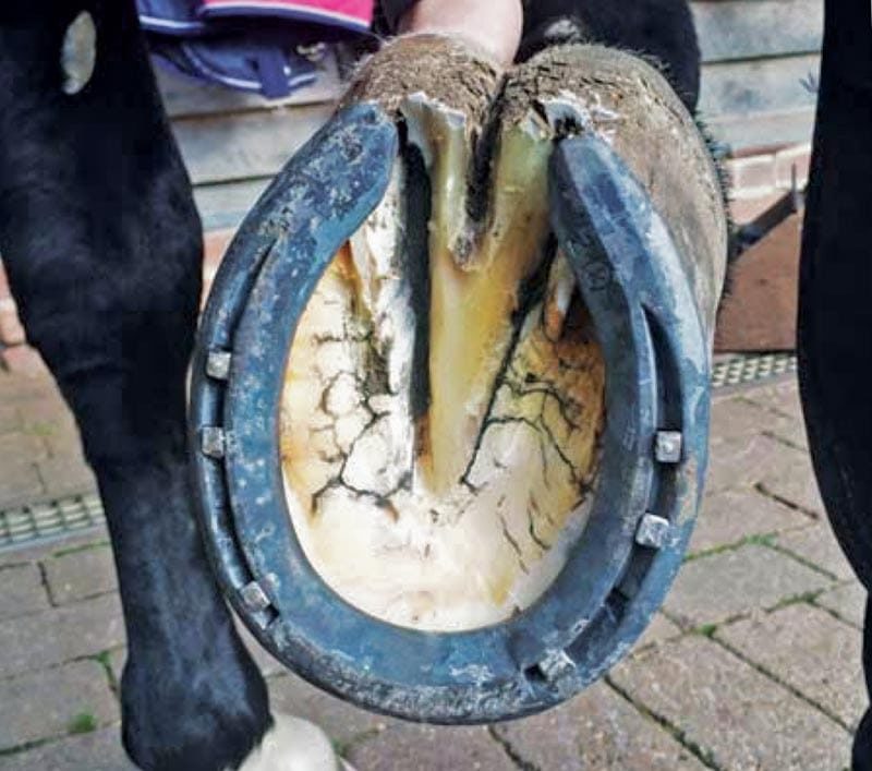 An upright foot is likely to have a contracted, oval-shaped hoof capsule, narrow frog and contracted heels. 
