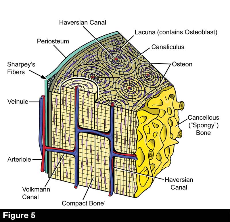 Cross Section Of Compact Bone Labeled / Antiresorptive And Anabolic