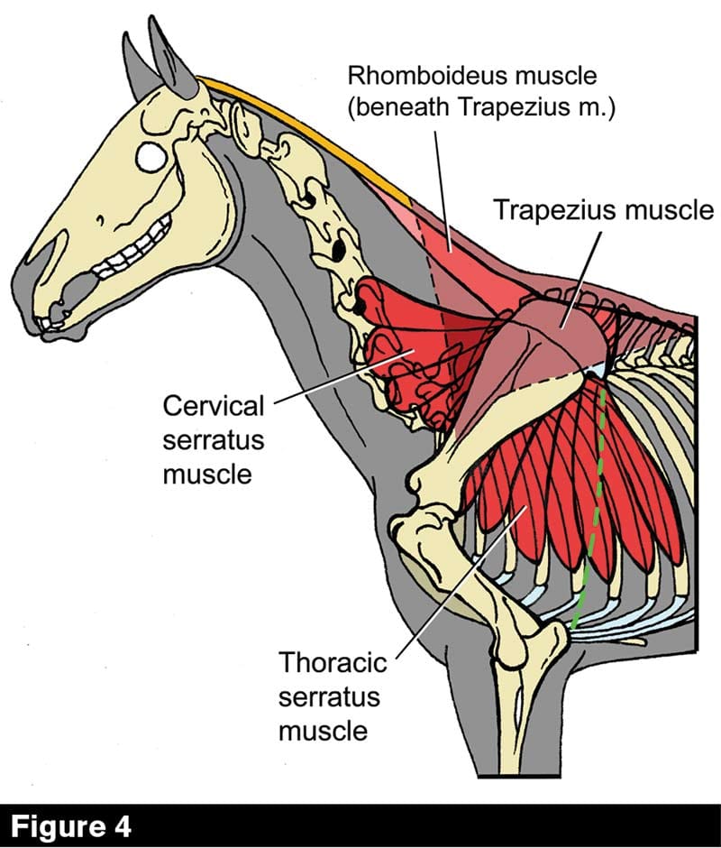Lol String string dynastie Equine Reciprocating Systems: Examining the Shoulder to Thorax Junction