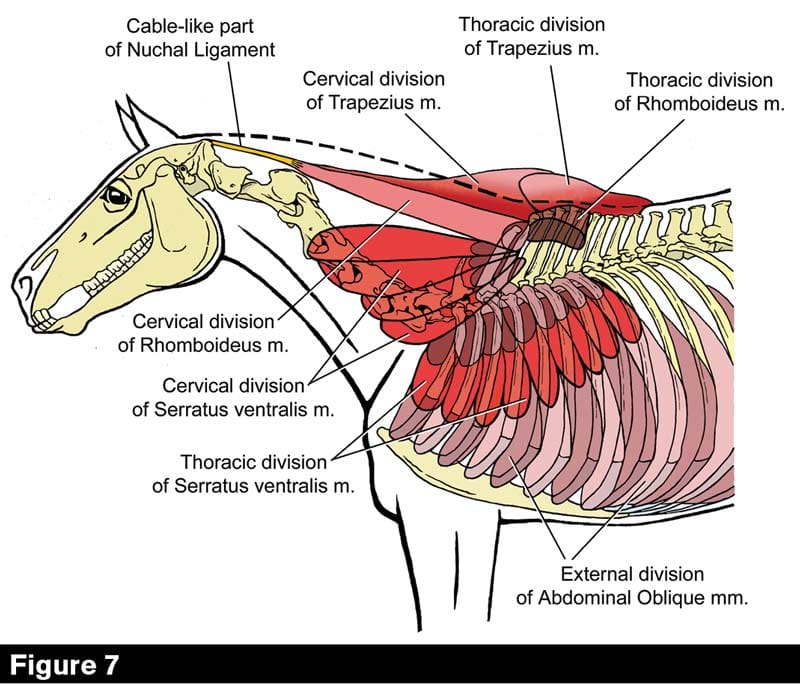 Equine Reciprocating Systems Examining The Shoulder To Thorax Junction American Farriers Journal