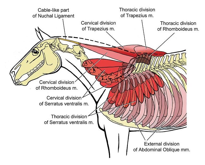 Equine Reciprocating Systems Examining the Shoulder to Thorax Junction
