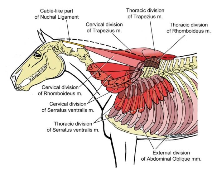 Equine Reciprocating Systems: Examining the Shoulder to Thorax Junction