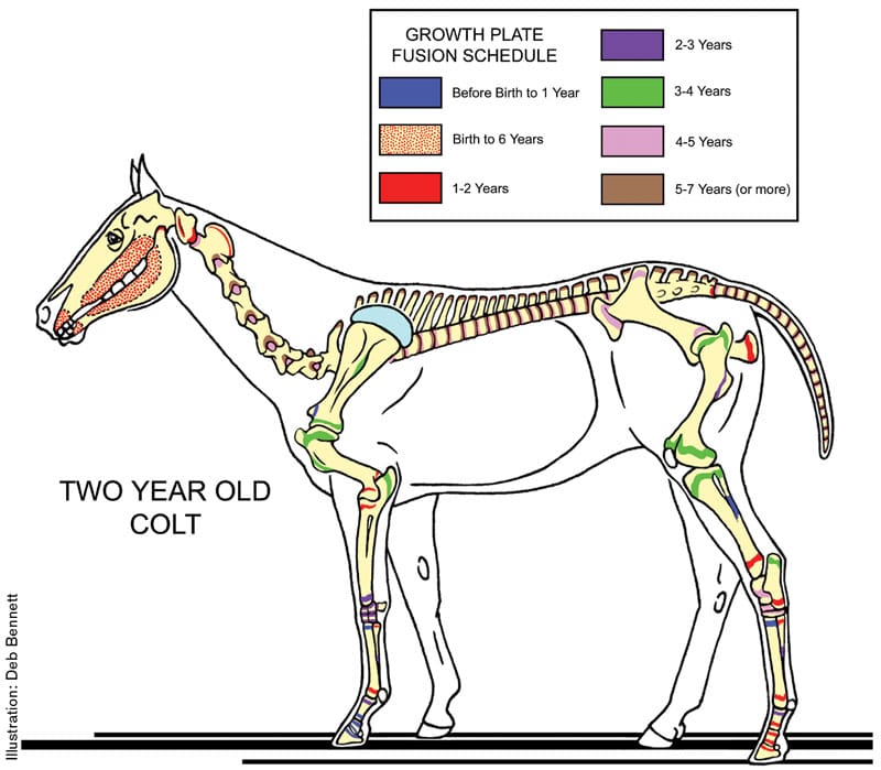 Equine Reciprocating Systems Periosteum, Joints and Growth