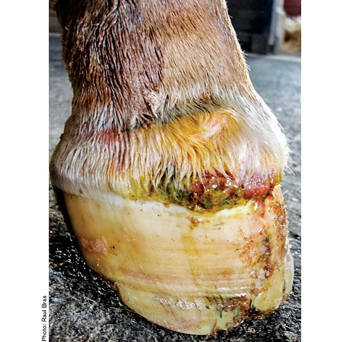 Abscesses Lead List Of Common Hoof Infections American Farriers Journal